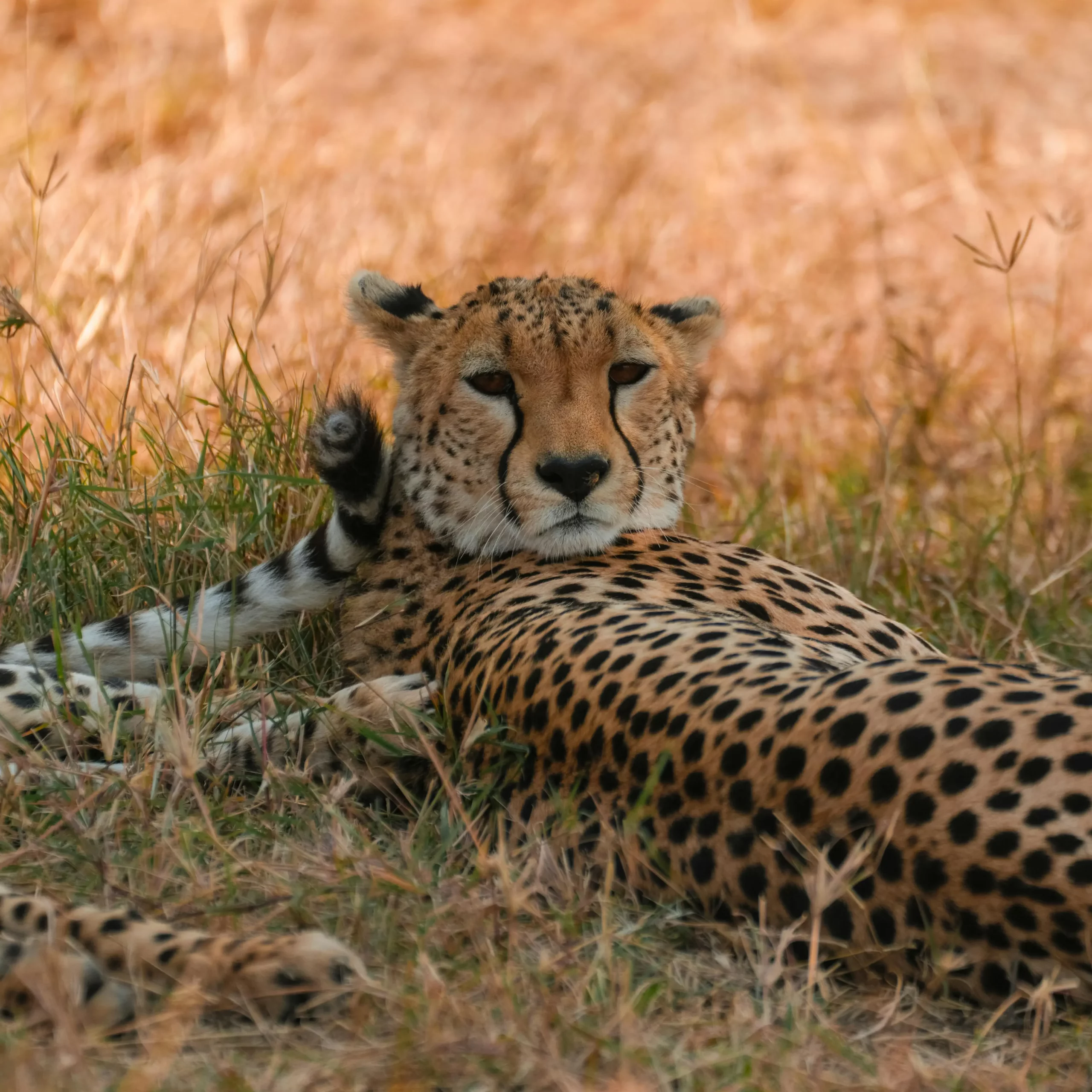 A cheetah resting in the grass