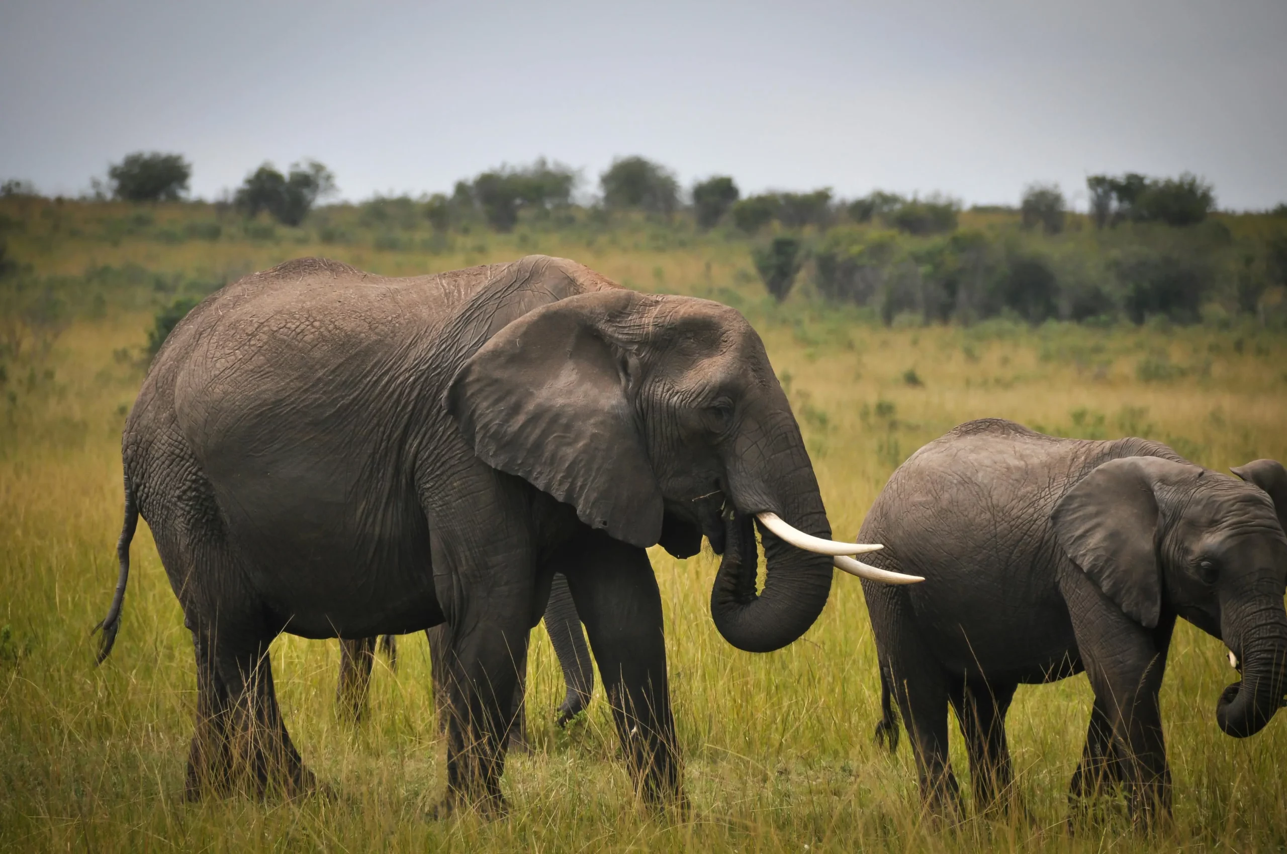 Elephants on safari in Tanzania