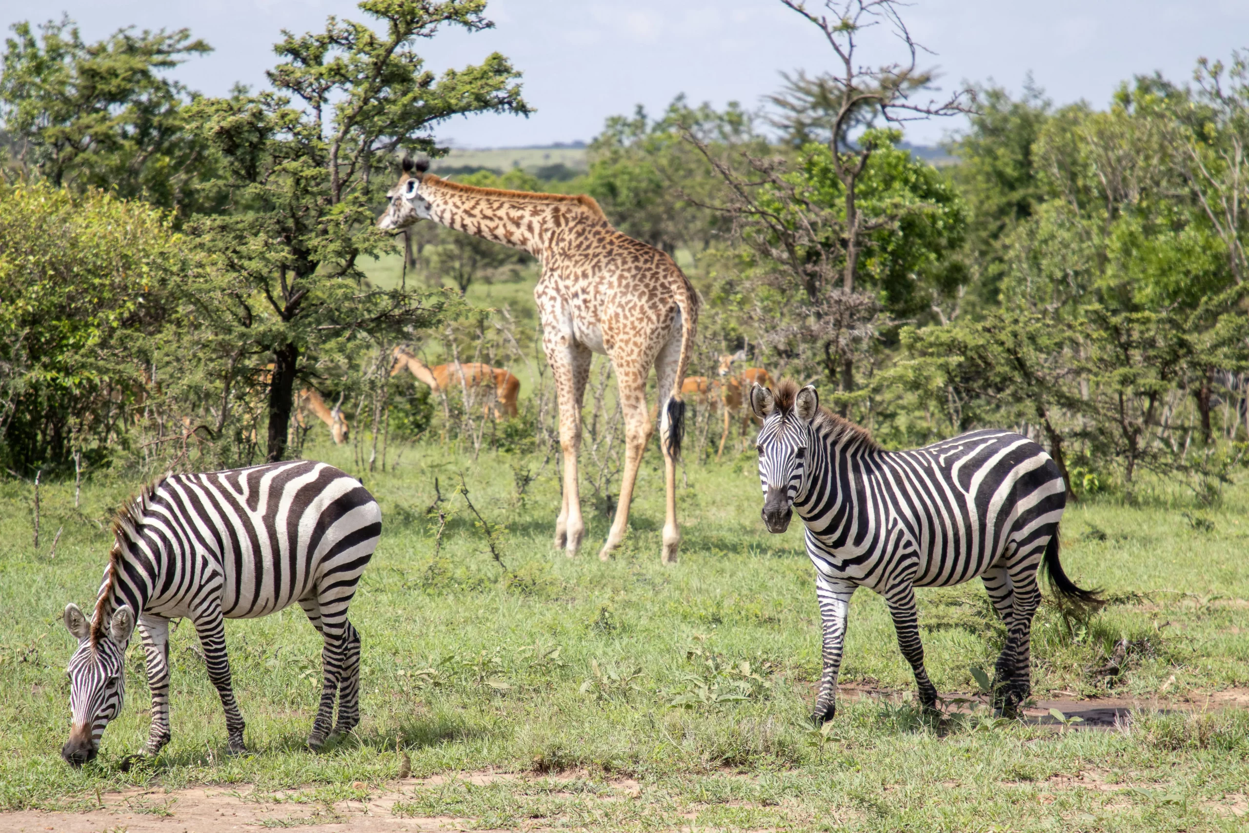 Giraffes and zebra in the bush