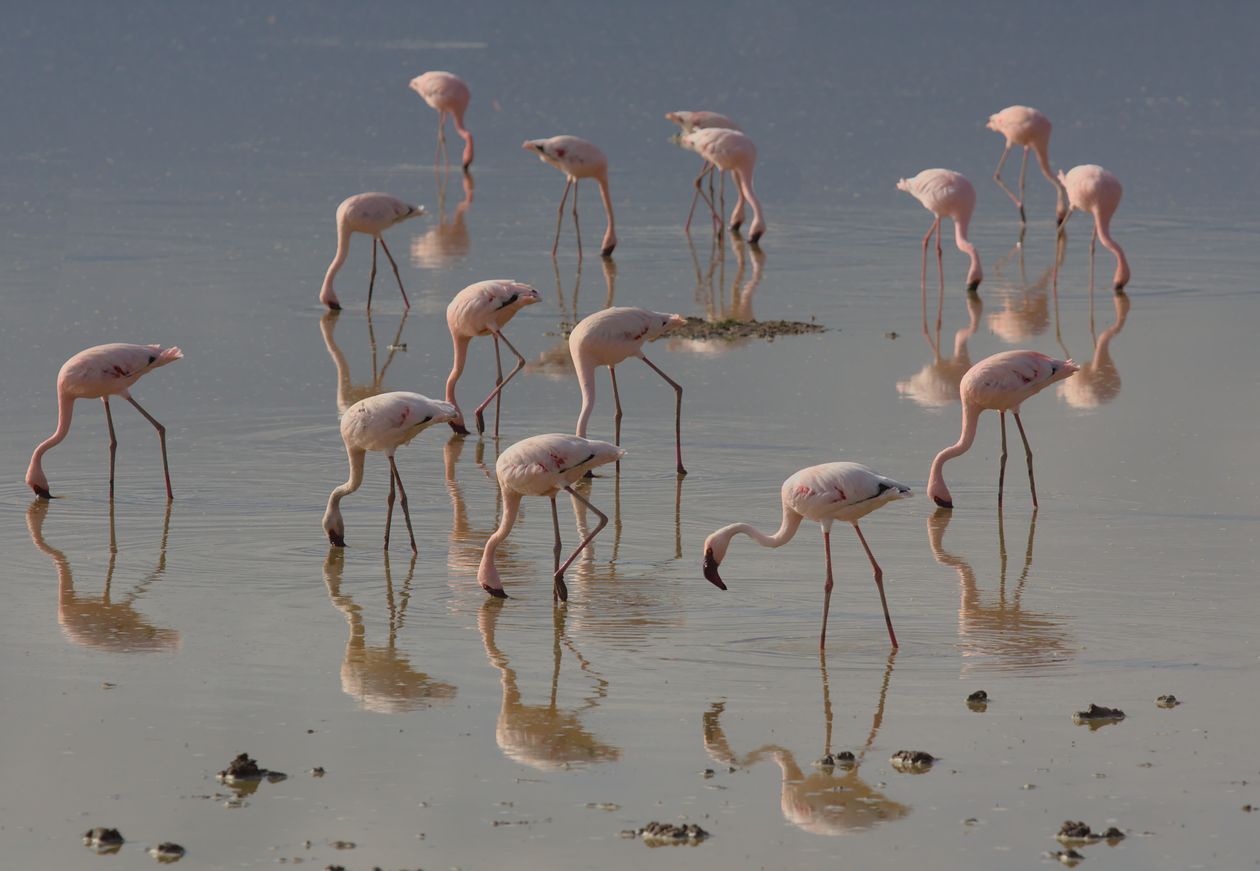 Lesser flamingos wading in a Kenyan soda lake, the same species that gathers in huge flocks at Lake Manyara National Park