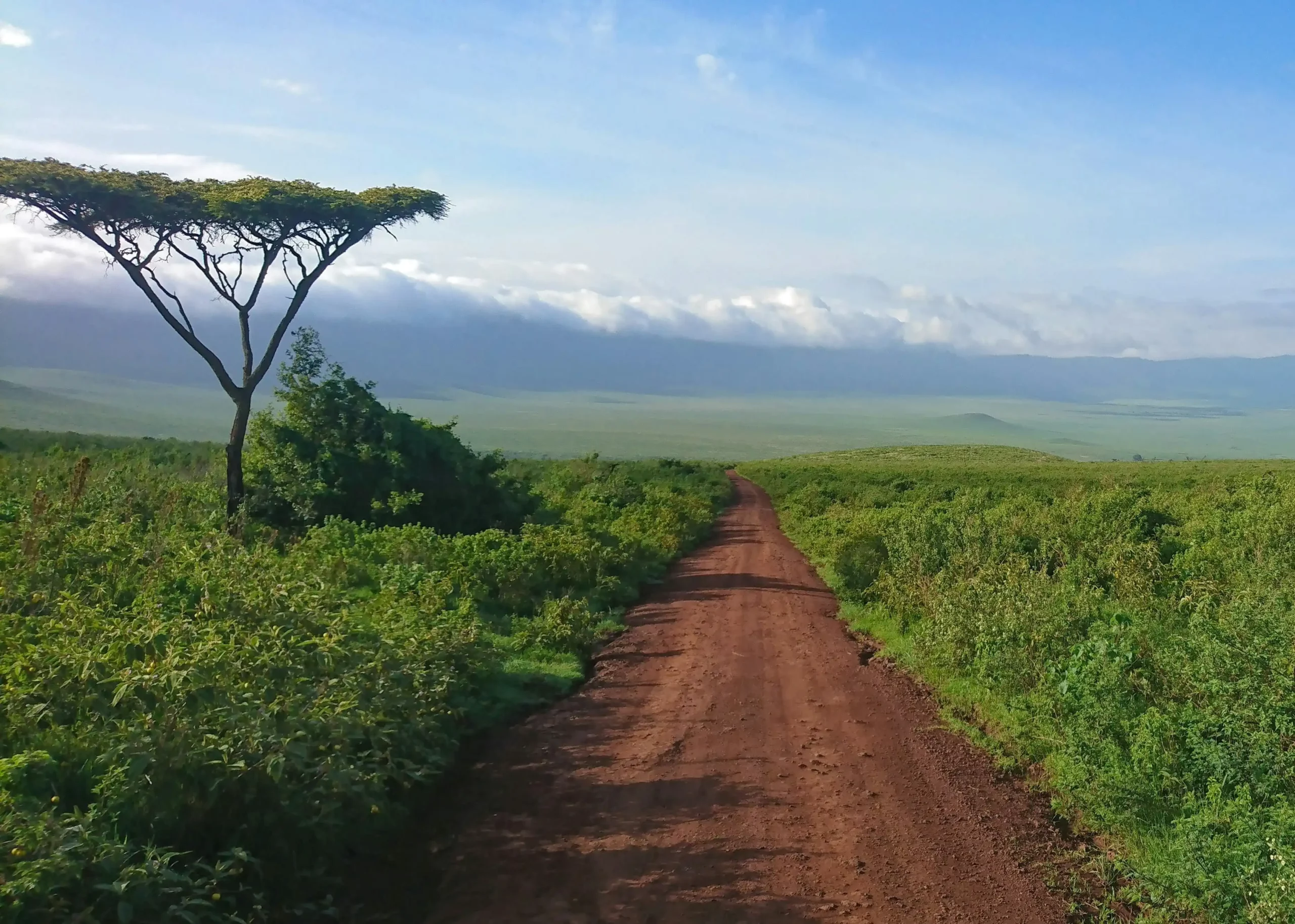 The wildlife-rich floor of Ngorongoro Crater