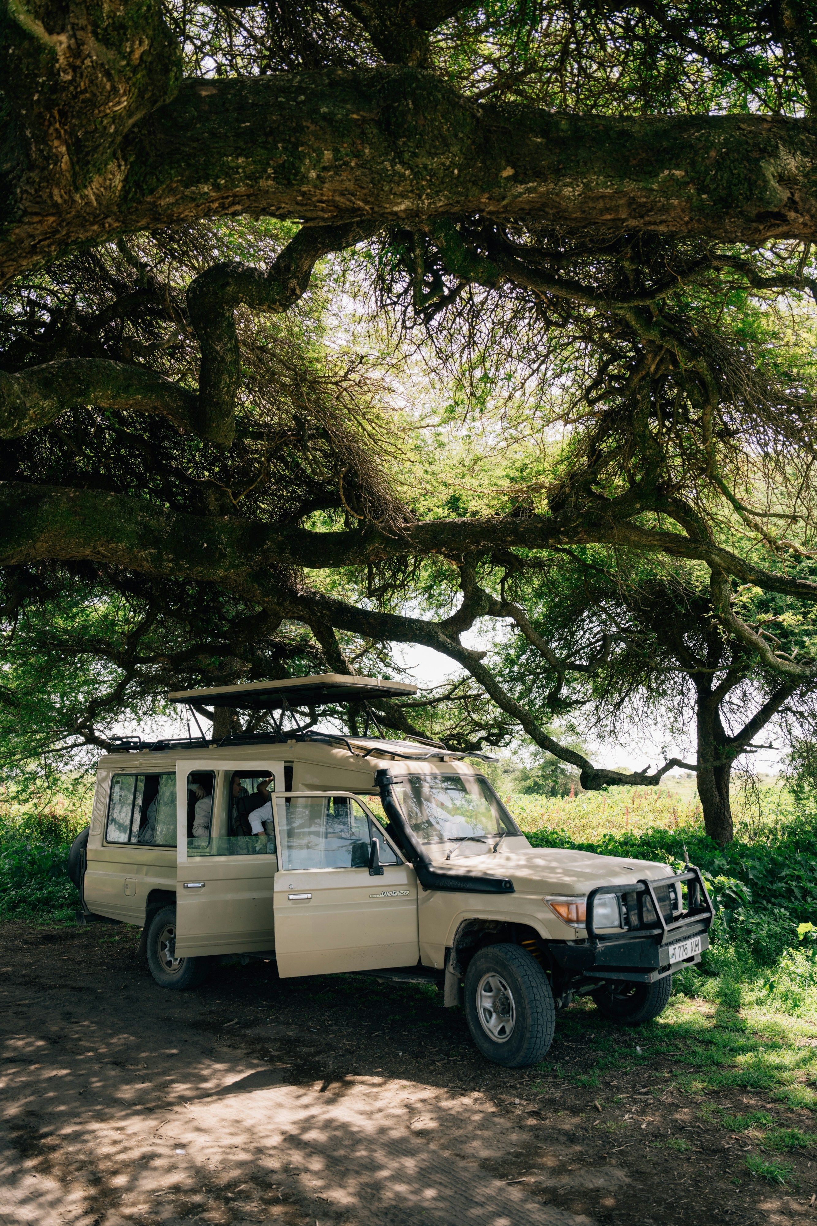 A Tanzania safari vehicle waiting beneath a broad acacia tree