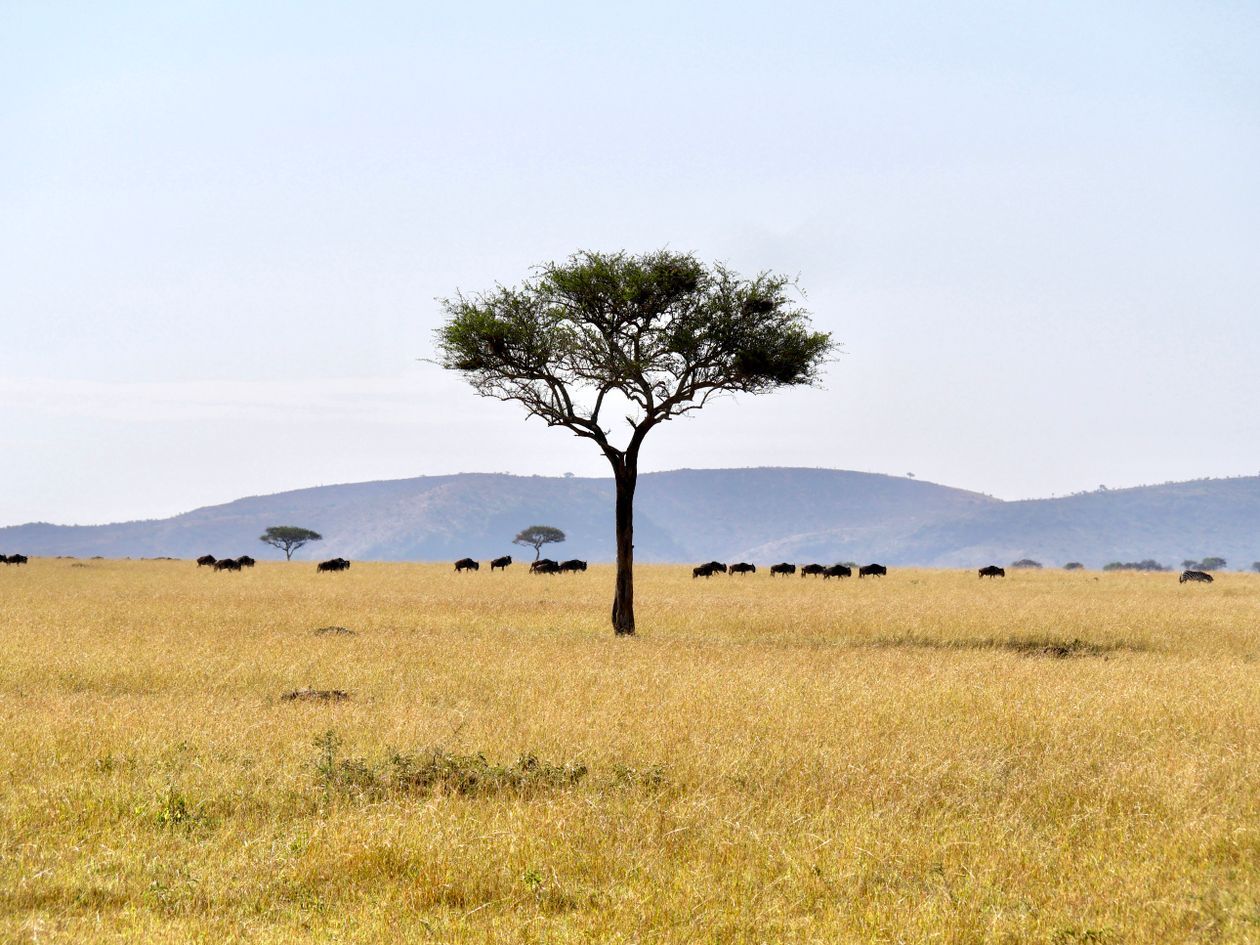 Serengeti acacia tree with wildebeest herd on the open plains, Tanzania