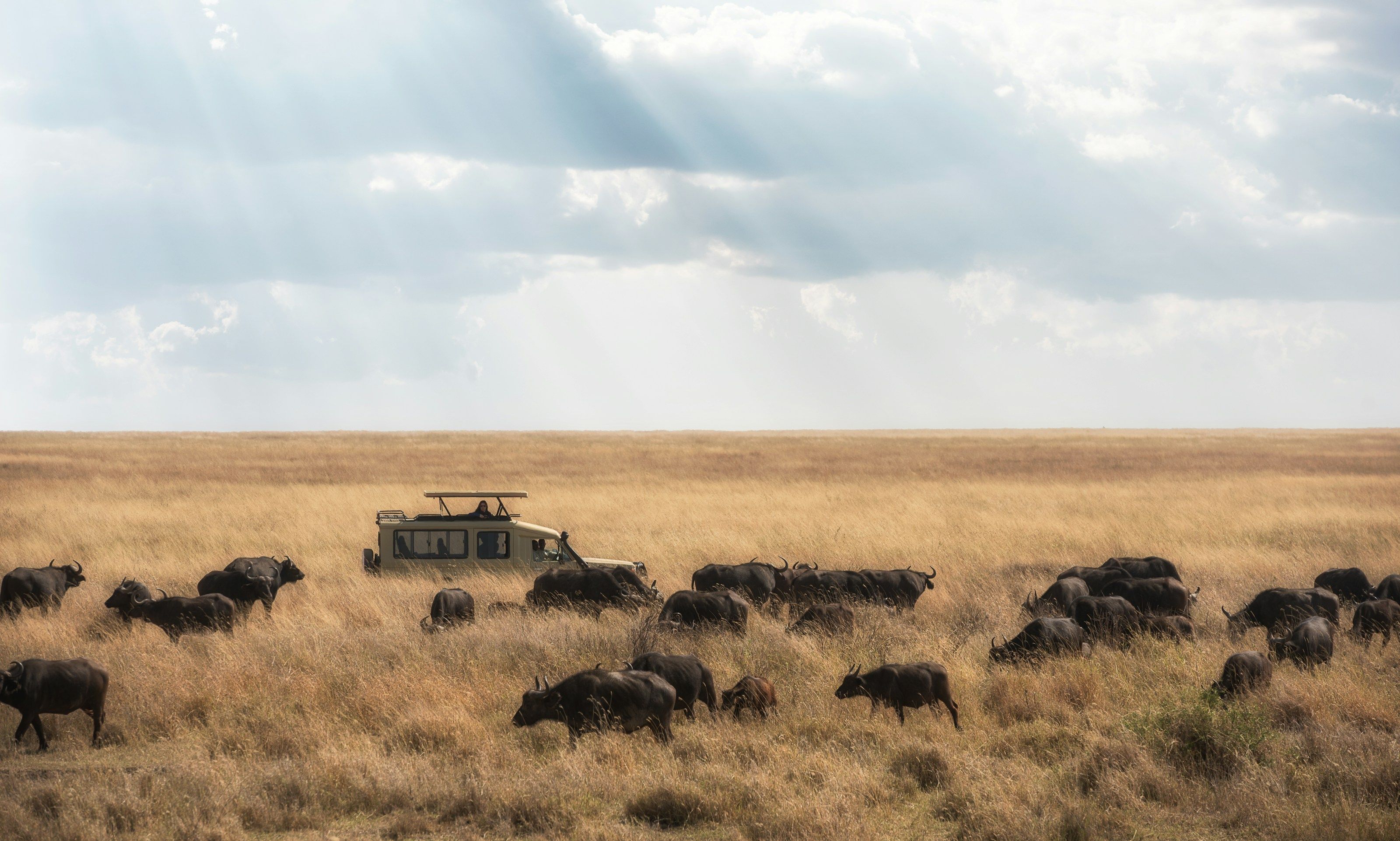 A safari vehicle moving through a herd of buffalo on the Serengeti plains
