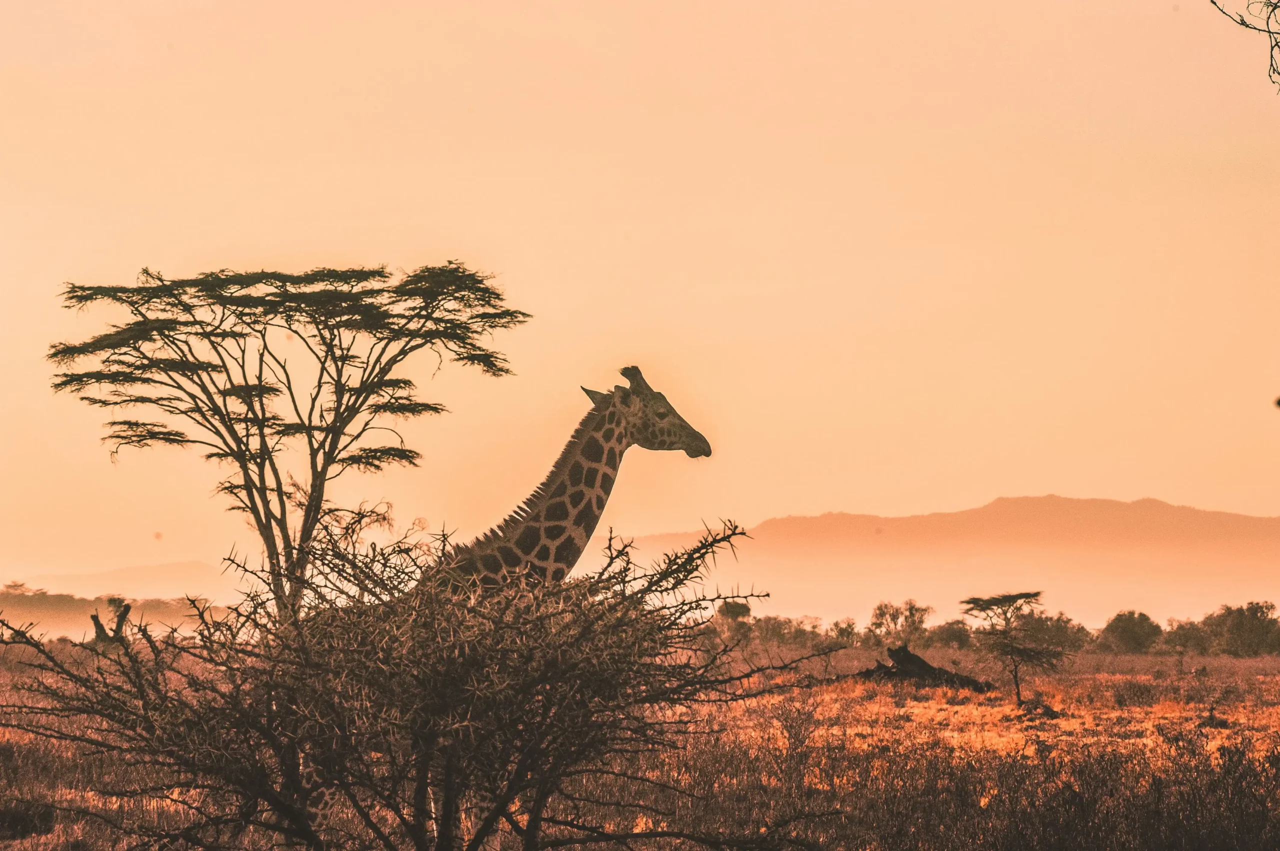 Wildlife on the open plains of Serengeti National Park