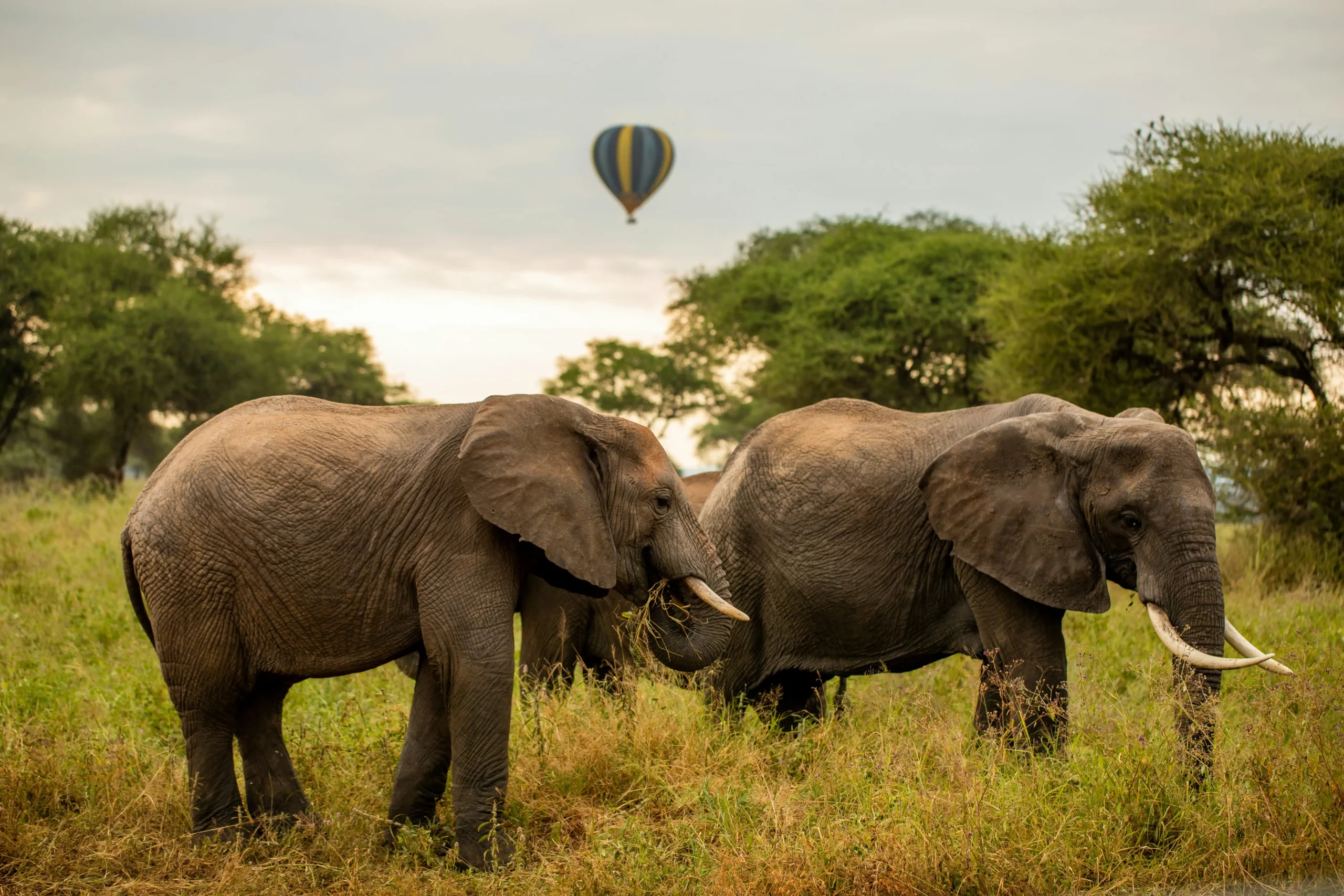 Elephants and baobab country in Tarangire National Park
