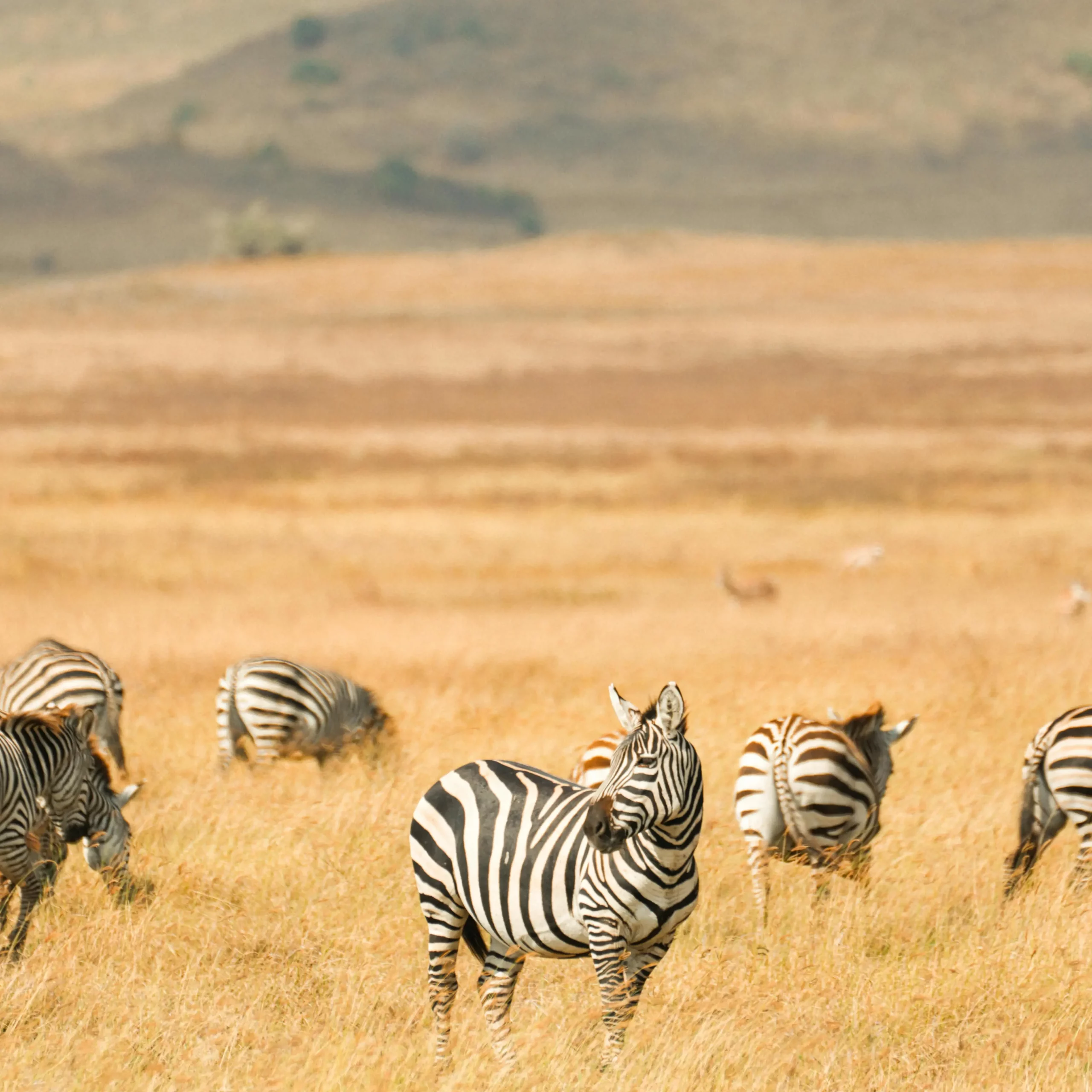 Zebra crossing the golden savannah
