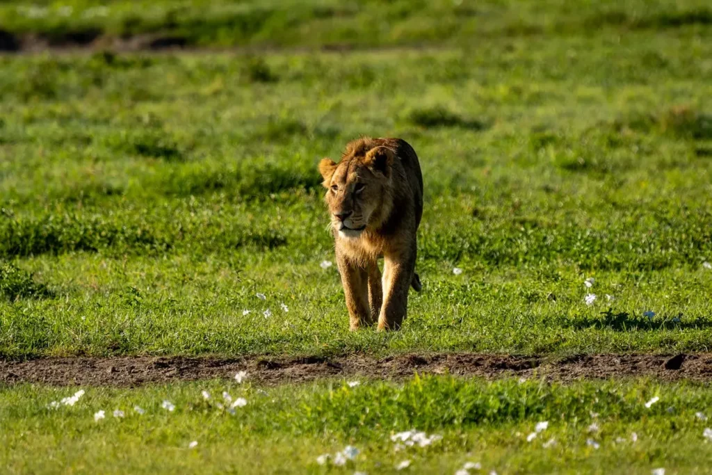 Ngorongoro Crater