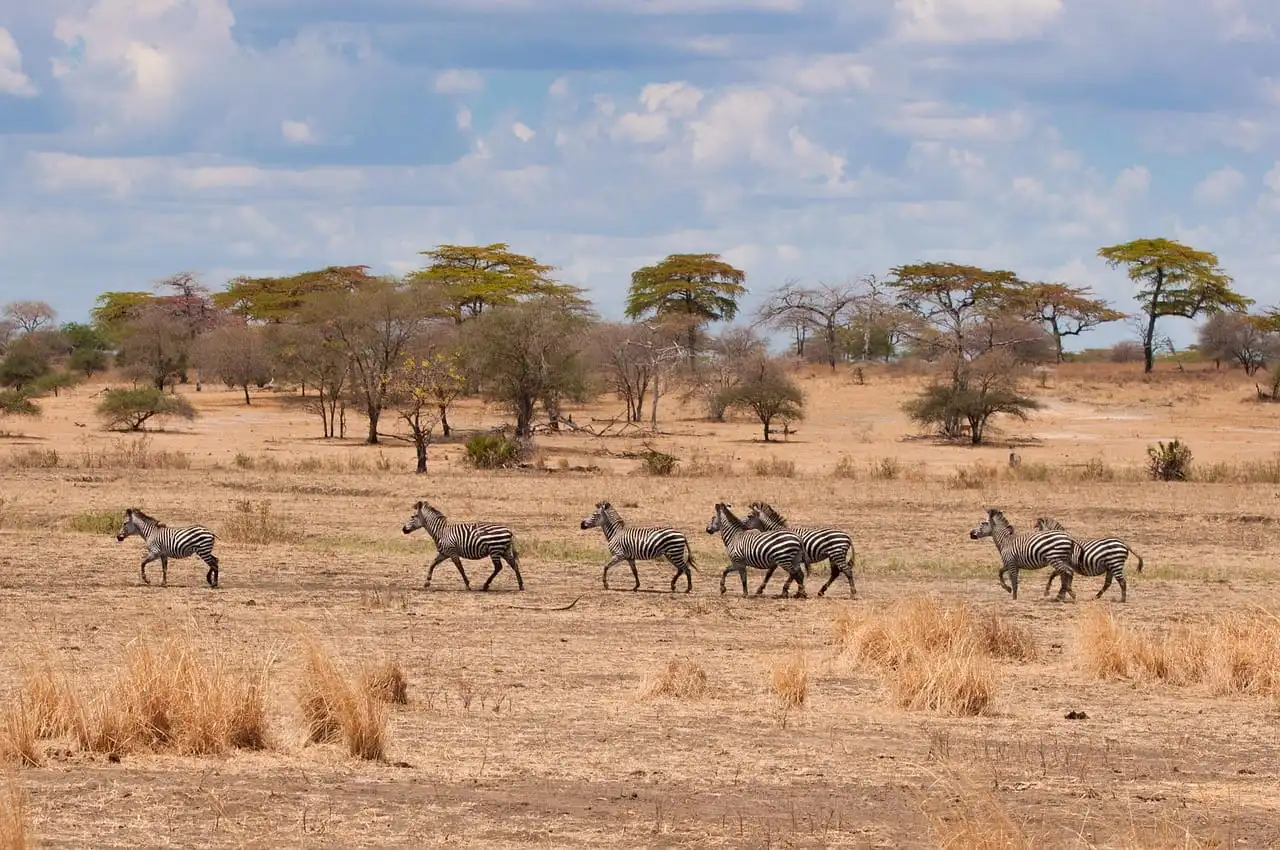 6 Day Tanzania Safari Itinerary: Best Route, Costs & Tips