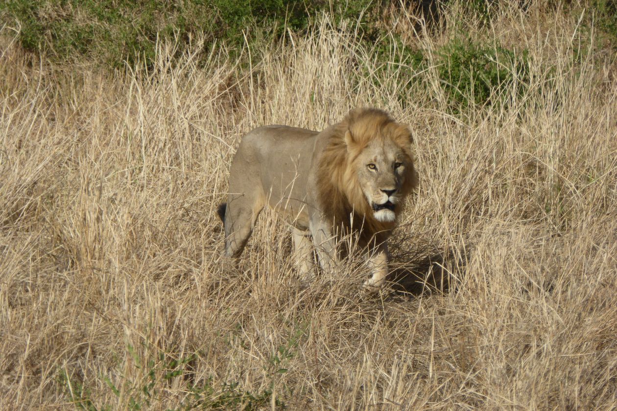 Male lion striding through dry savanna grasslands in Tanzania's Mara Region