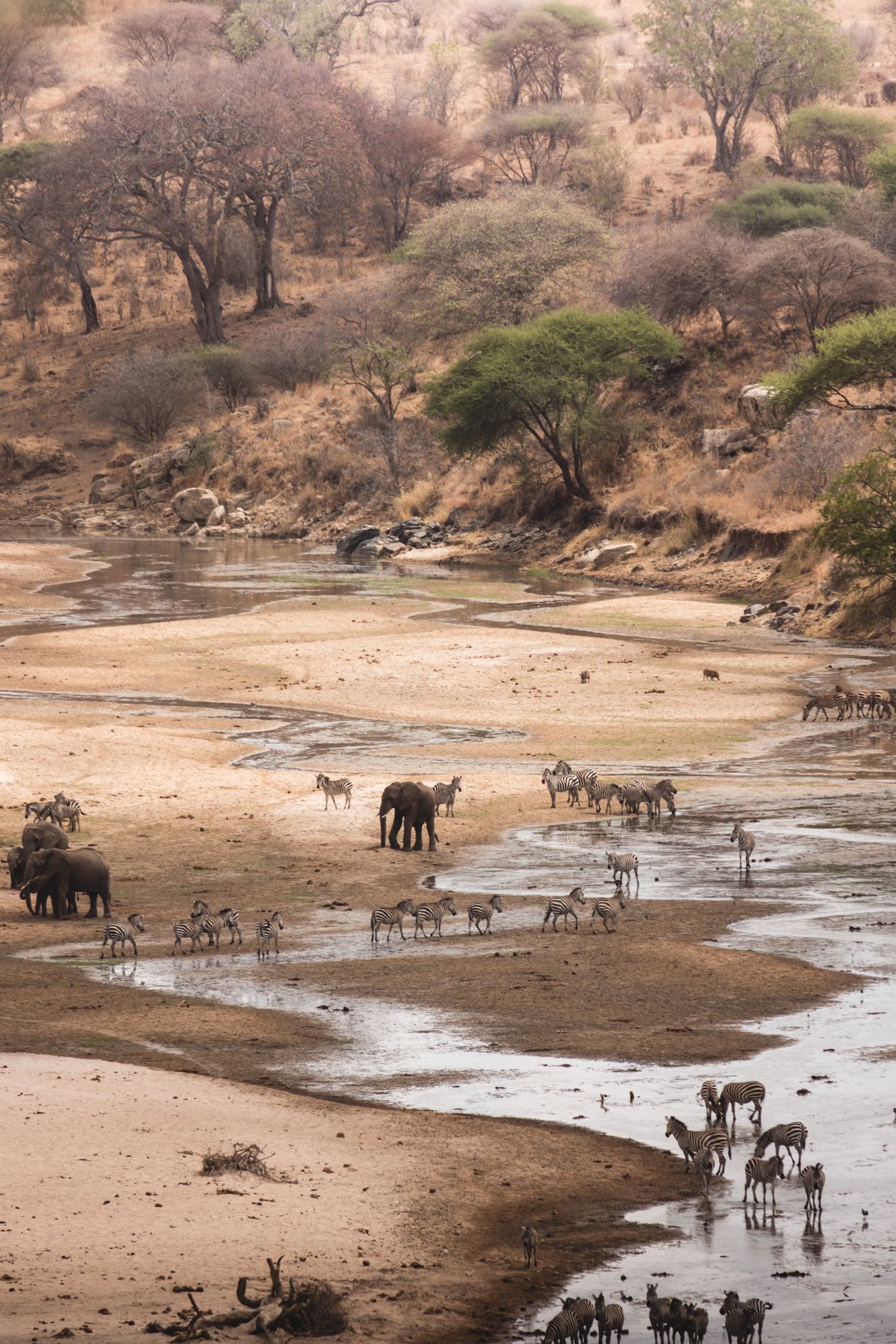 Elephants and zebras gathered near a Tanzania safari waterhole, a scene that defines the northern circuit wildlife experience
