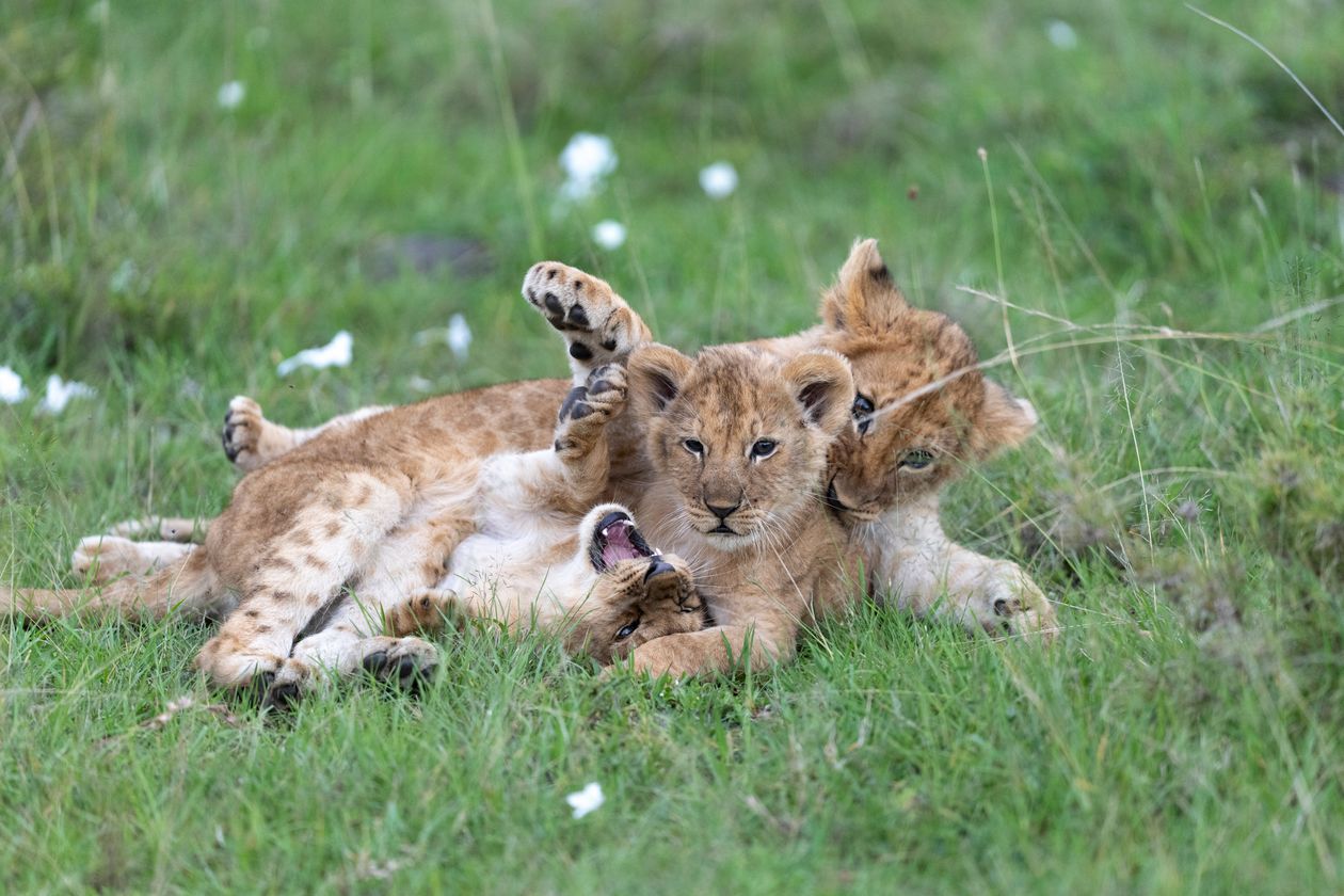 Lion cubs playing in the grasslands of Maasai Mara, Kenya