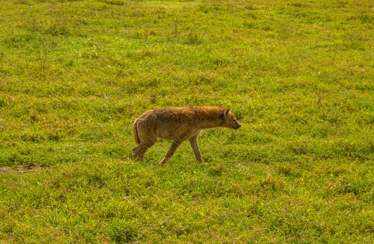 Spotted hyena walking through the grasslands of the Ngorongoro Conservation Area, Tanzania