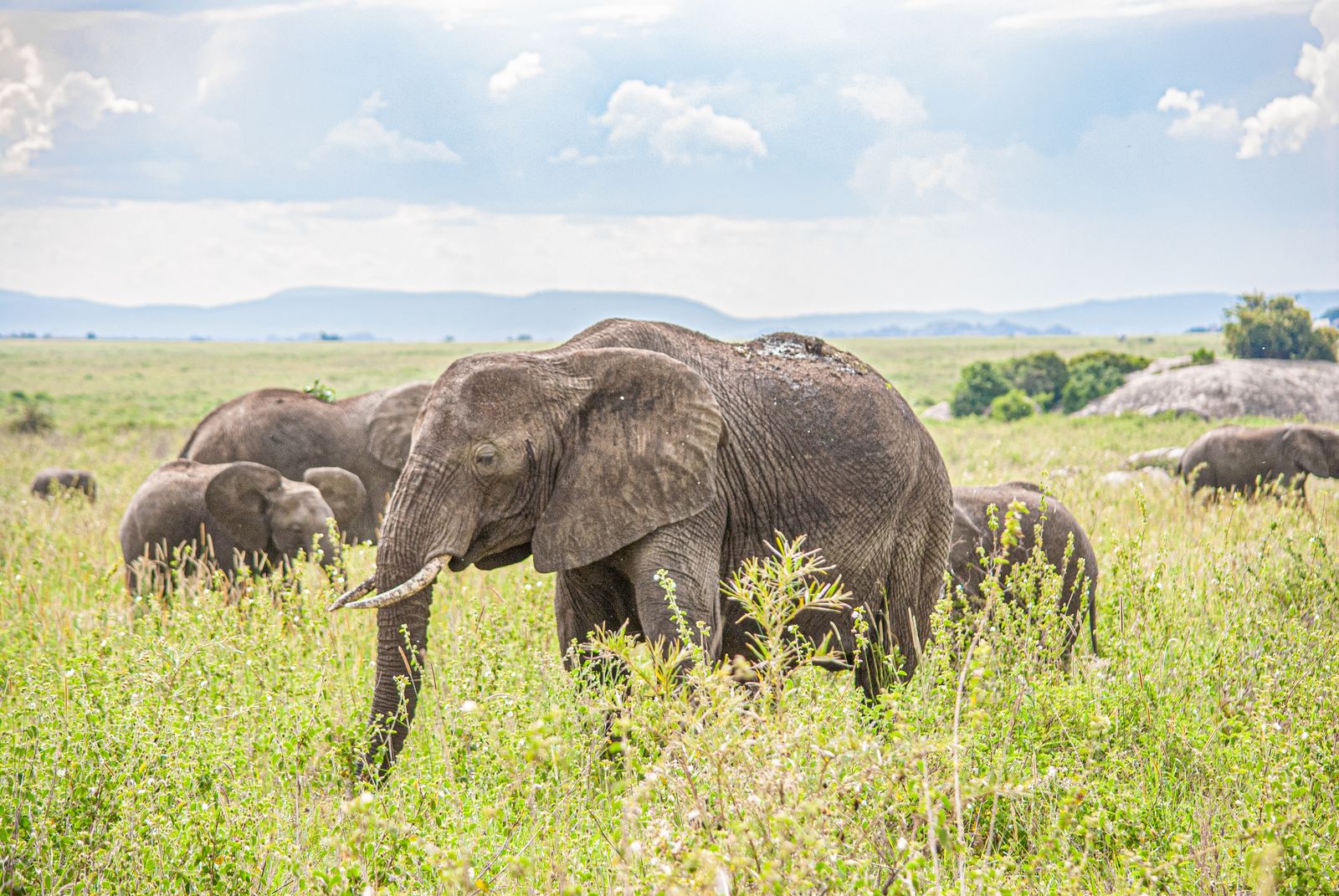 Elephant herd on the green Serengeti plains with hills behind in Tanzania