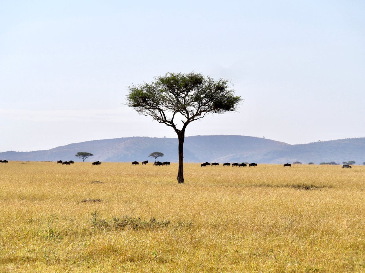 Wide view of the Serengeti plains with an acacia tree under a big sky in Tanzania
