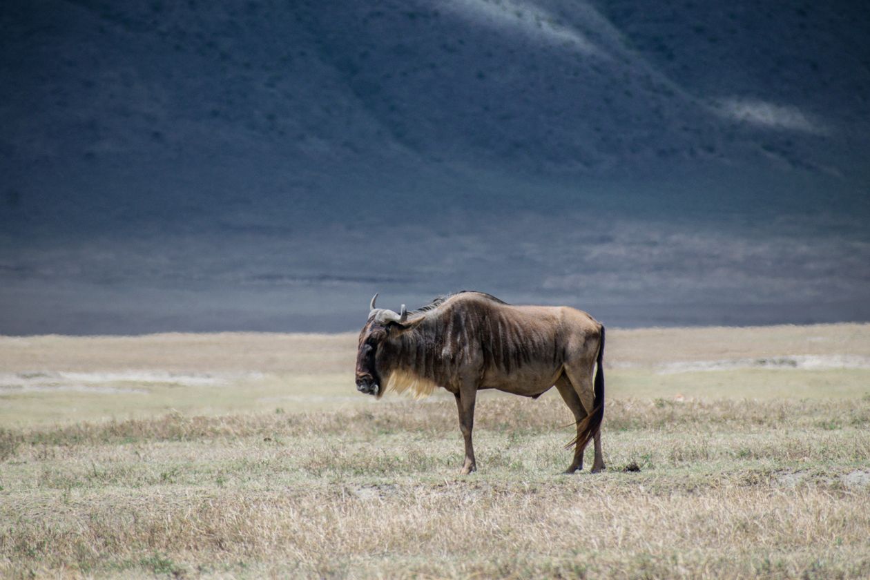 Wildebeest on the open Serengeti grasslands during the Great Migration, Tanzania