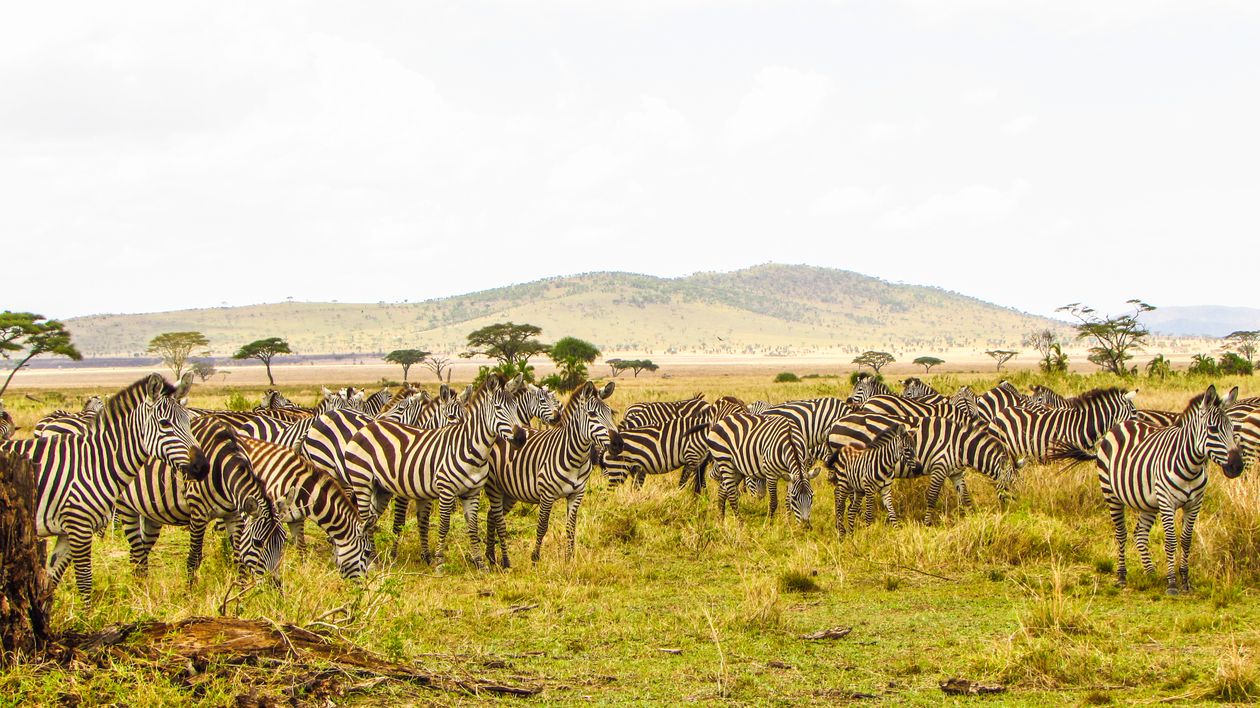 Herd of zebras grazing on the open plains of Serengeti National Park, Tanzania