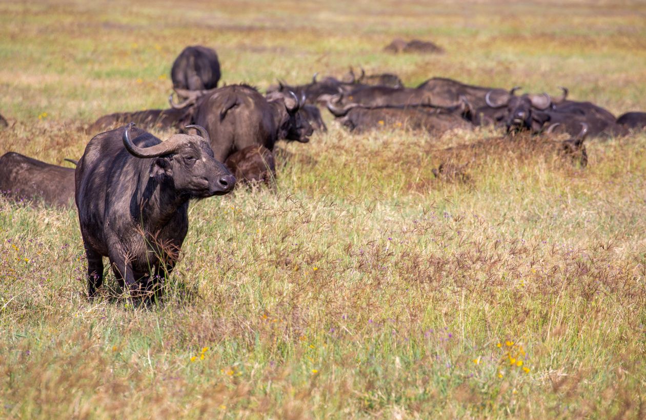 Herd of Cape buffalo grazing in the expansive African savanna grasslands