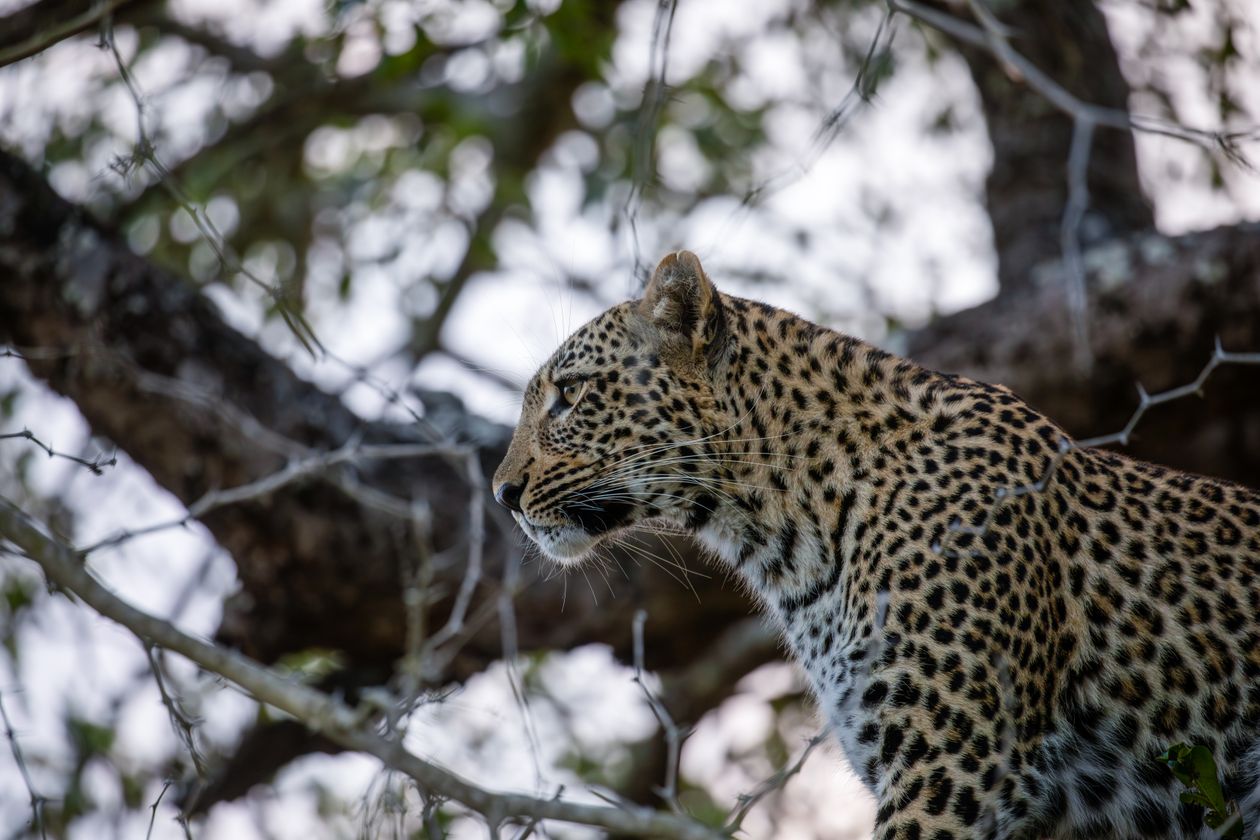 African leopard perched in a tree during a safari, showing the spotted coat and alert posture