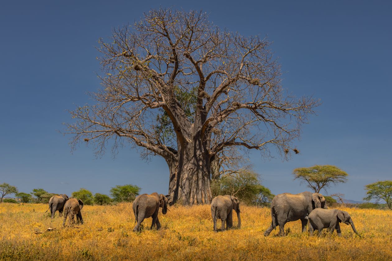 Herd of African elephants grazing under a large baobab tree on the Tarangire National Park safari landscape