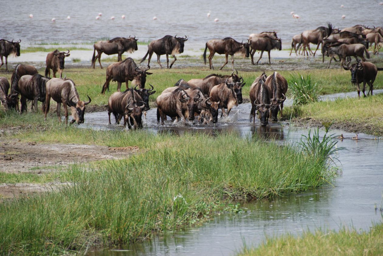 Large herd of wildebeest crossing a river during the Great Migration in Africa