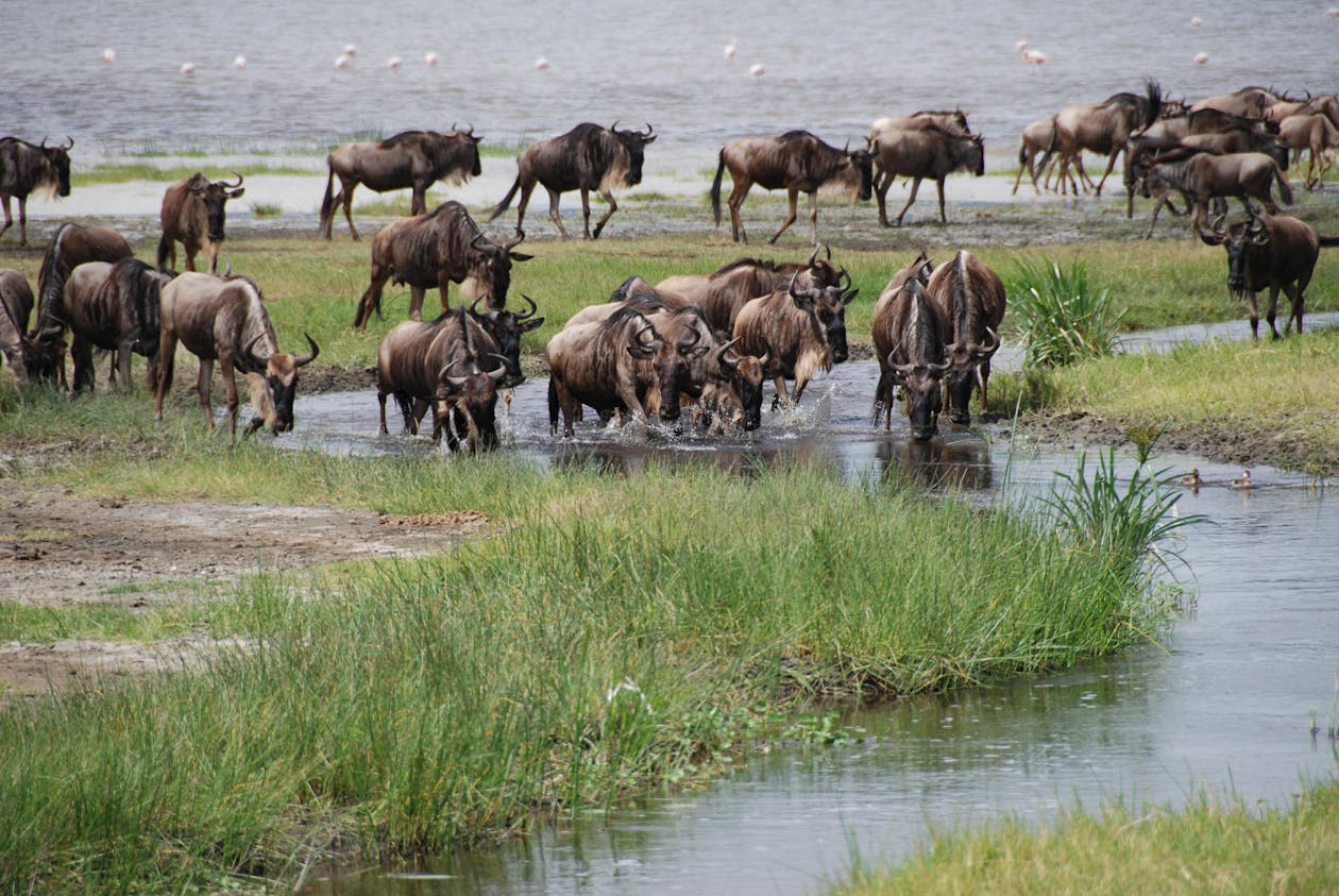 Wildebeest crossing a river in the northern Serengeti during the Great Migration