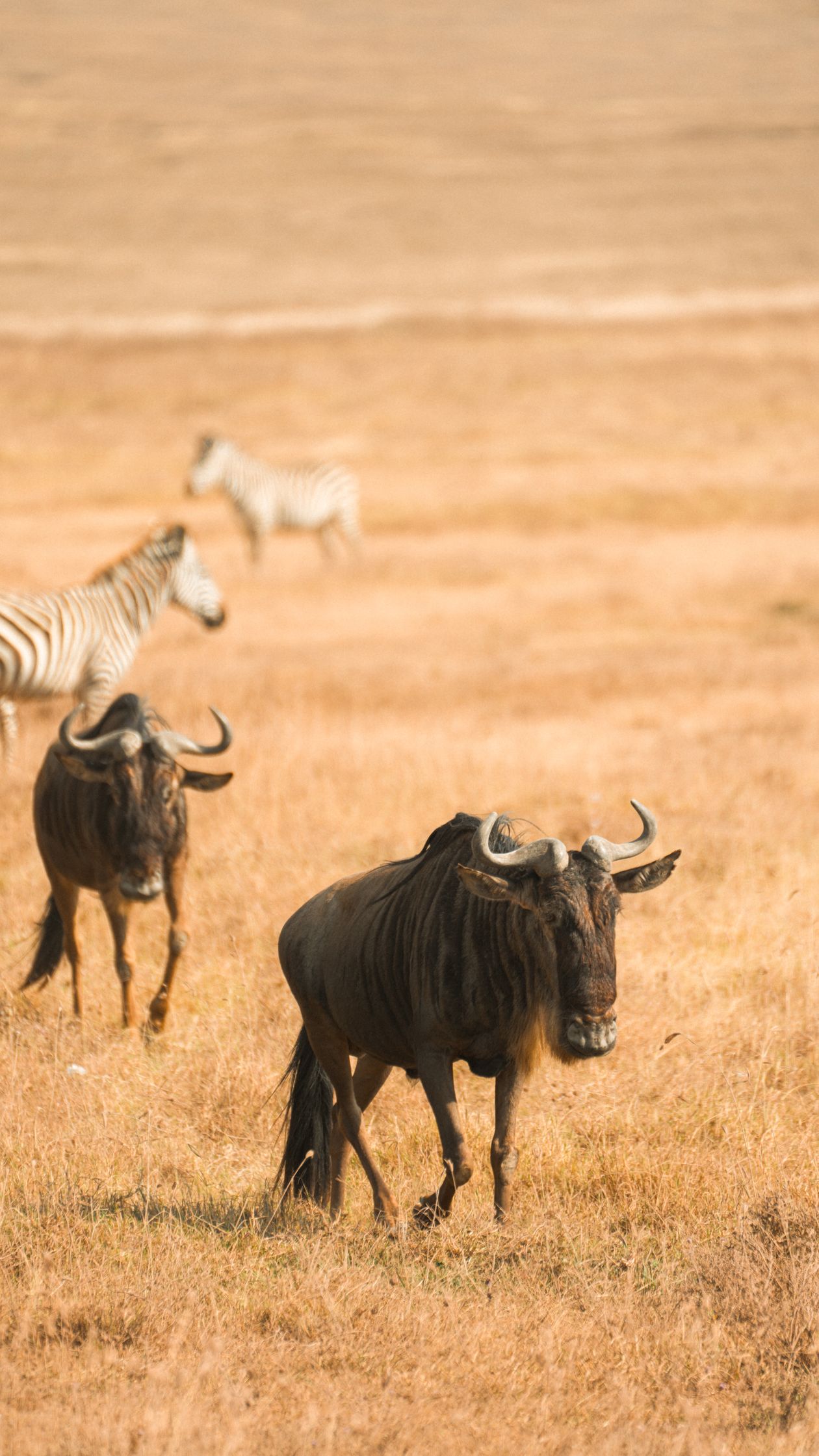Wildebeest and zebra grazing together on the Serengeti plains in Tanzania