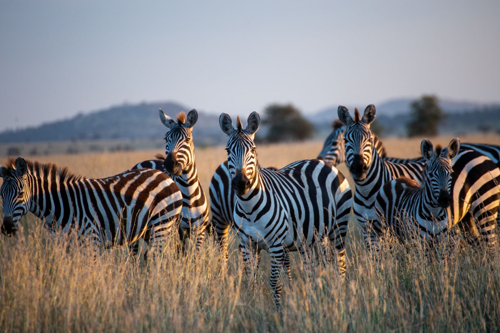 Herd of zebras in golden grass at sunset on the Serengeti in Tanzania