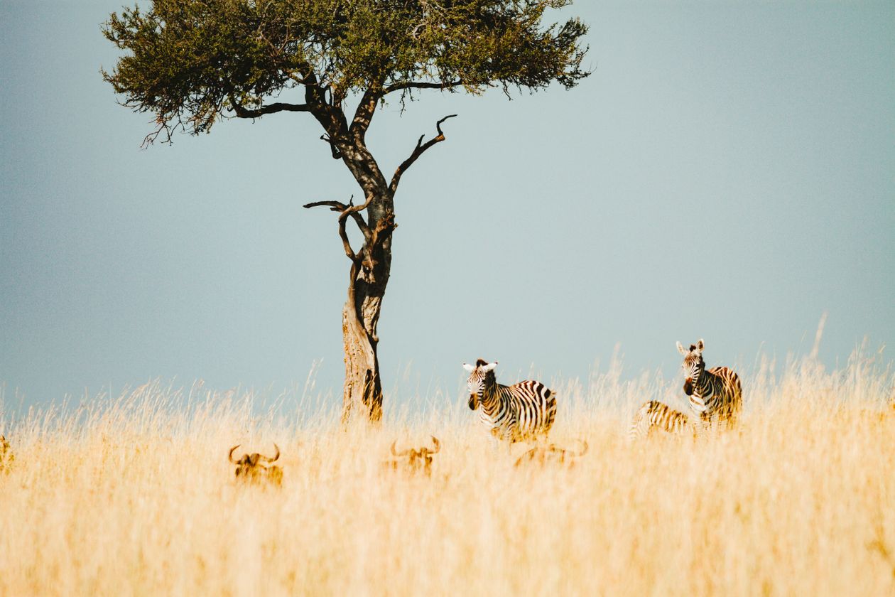 Zebras and wildebeest sharing the East African savanna near an acacia tree