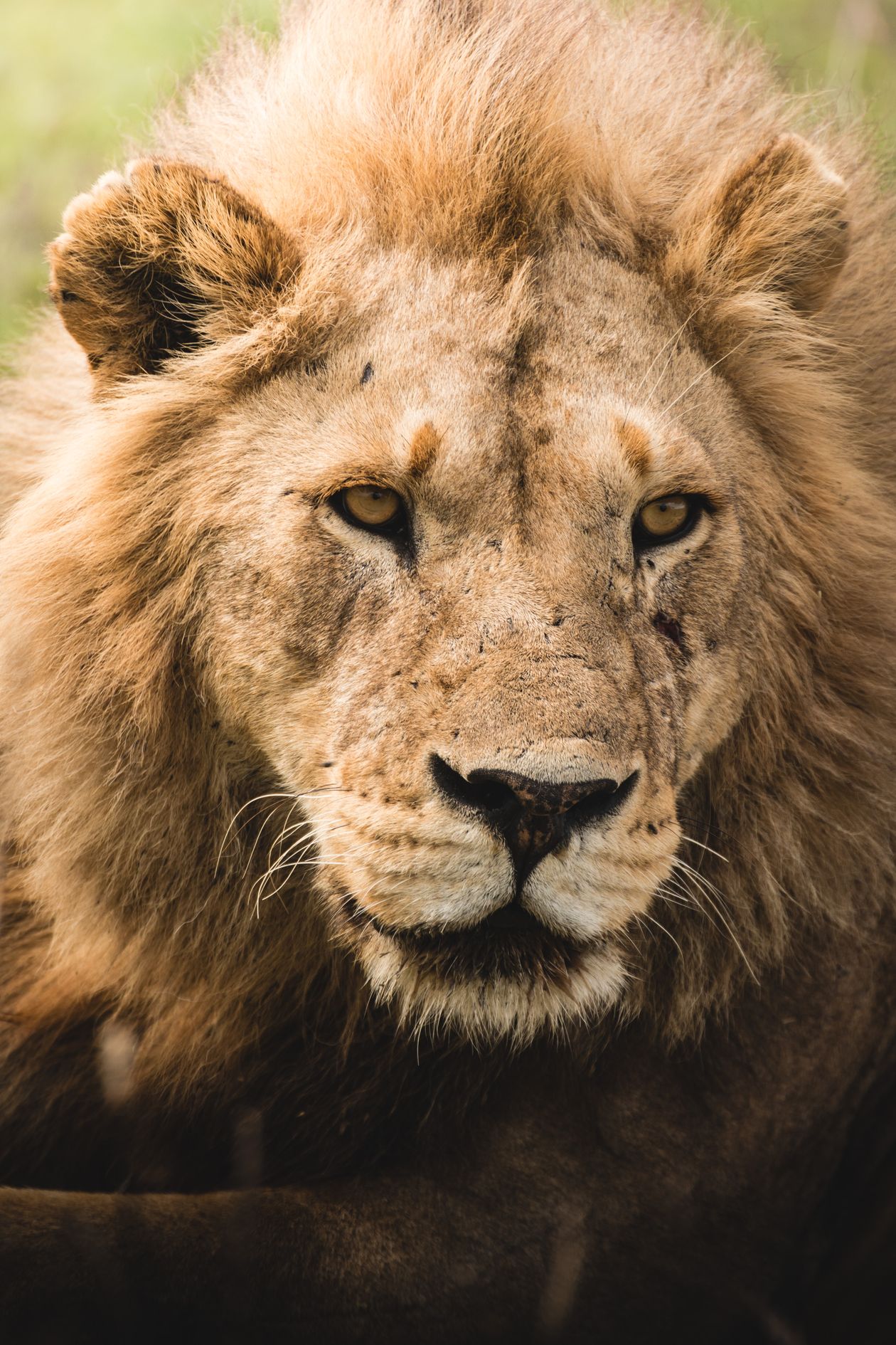 Male lion resting in the Serengeti savanna in Tanzania, the same species found in Lake Manyara National Park's tree-climbing population