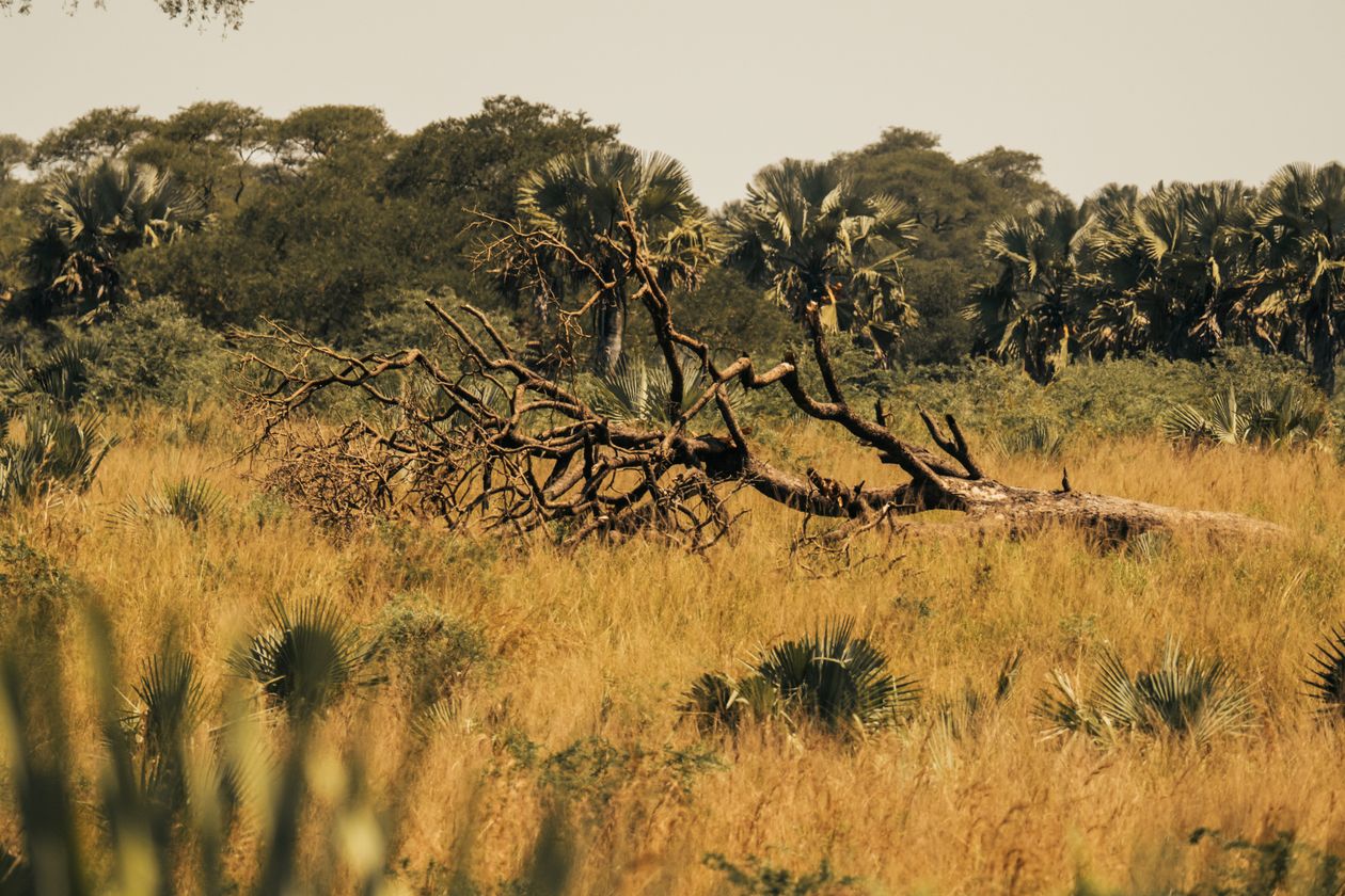Serengeti National Park savanna landscape with golden grass and open sky in Tanzania