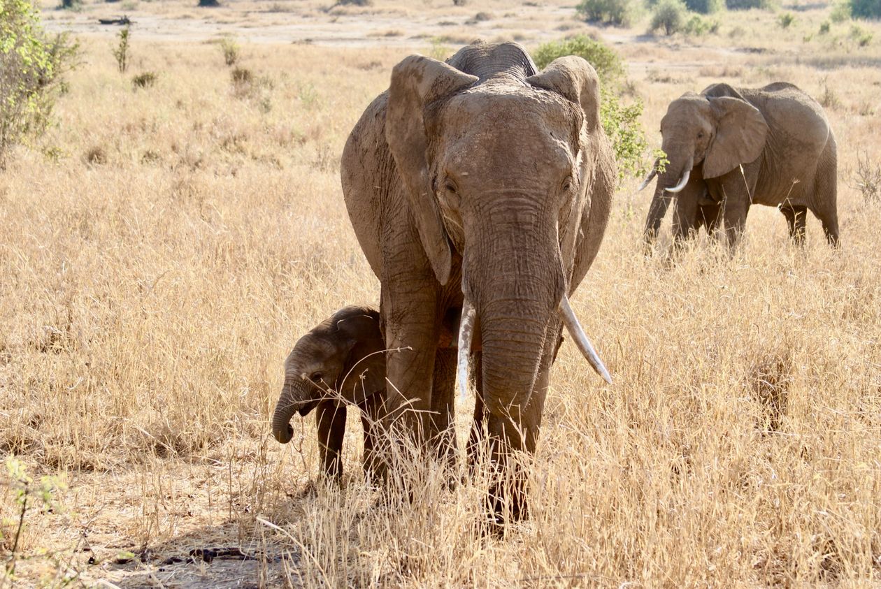 Mother elephant and calf with herd in Tanzanian savanna on a Tanzania family safari