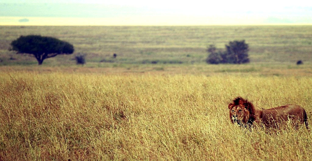 A male lion walking through golden Serengeti grassland with acacia trees on the horizon